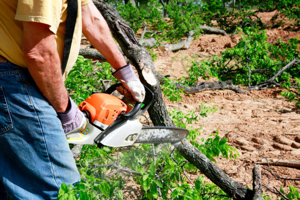 Reliable Uintah, UT  Tree Services Solutions